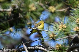 054 Tanager, Scarlet, 2023-05191631 Parker River NWR, MA